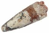 Fossil Spinosaurus Tooth - Feeding Worn Tooth #368140-1